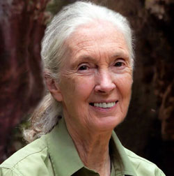 Dr. Jane Goodall, DBE founder of the Jane Goodall Institute and United Nations Messenger of Peace
